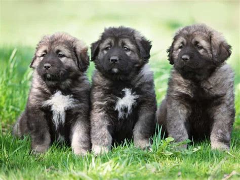 Caucasian Shepherd Dog Prices in 2024: Purchase Cost, Vet Bills, and.